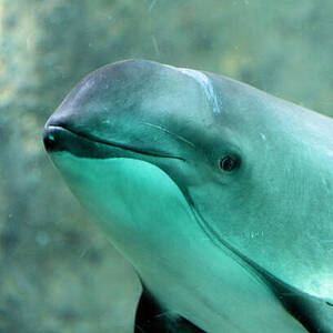 Team Page: Habeas Porpoise